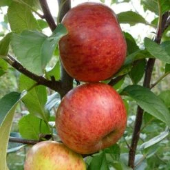 Apple 'Pixie' -Herbalife Shop pl2000047573 card2 lg