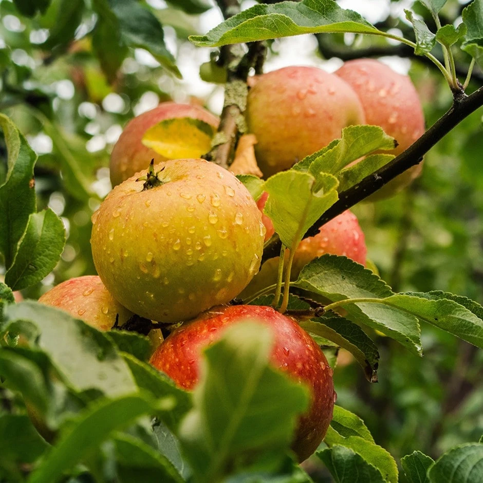 Apple 'Ribston Pippin' 3 Apple 'Ribston Pippin'