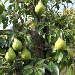 Pear 'Packhams Triumph' -Herbalife Shop pl2000047608 card2 lg