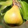 Pear 'Petite Poire' -Herbalife Shop pl2000047609