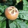 Medlar 'Westerveld' -Herbalife Shop pl2000047623
