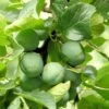 Gage 'Old Greengage' -Herbalife Shop pl2000047628