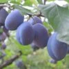 Plum 'Blue Tit' 1 Plum 'Blue Tit' -Herbalife Shop pl2000047632