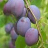 Plum 'Edwards' -Herbalife Shop pl2000047635