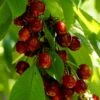 Cherry 'Merchant' 1 Cherry 'Merchant' -Herbalife Shop pl2000047662