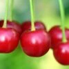 Cherry 'Van' -Herbalife Shop pl2000047670