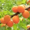 Apricot 'Early Moorpark' -Herbalife Shop pl2000047672