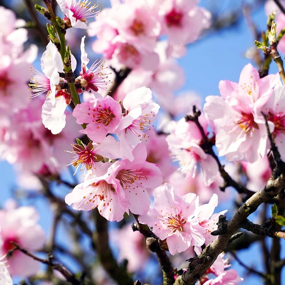 Almond 'Princess' 3 Almond 'Princess'