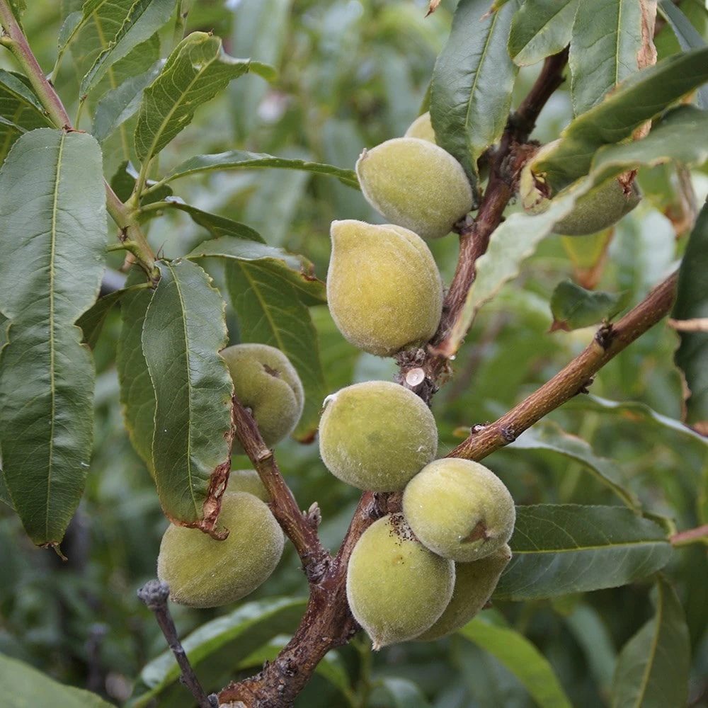 Almond 'Princess' 4 Almond 'Princess' - Image 2