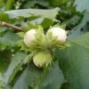 Cobnut 'Pearson's Prolific' 2 Cobnut 'Pearson's Prolific' -Herbalife Shop pl2000047694