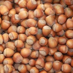 Cobnut 'Purple Filbert' -Herbalife Shop pl2000047695 card2 lg