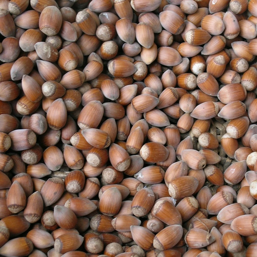 Cobnut 'Rote Zellernuss' 4 Cobnut 'Rote Zellernuss' - Image 2