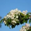 Malus 'Montreal Beauty' 2 Malus 'Montreal Beauty' -Herbalife Shop pl2000047721