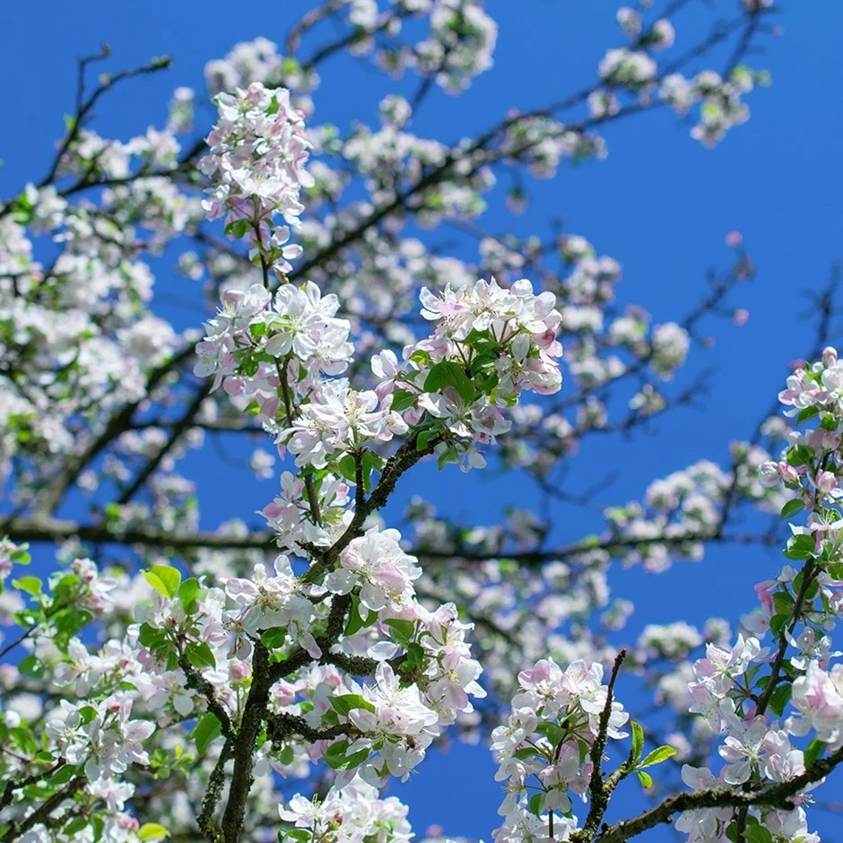 Malus 'Snowcloud' 3 Malus 'Snowcloud'