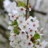 Prunus 'Umineko' -Herbalife Shop pl2000047760