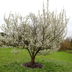 Prunus 'Umineko' -Herbalife Shop pl2000047760 card3 lg