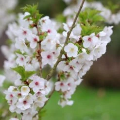 Prunus 'Umineko' -Herbalife Shop pl2000047760 card5 lg