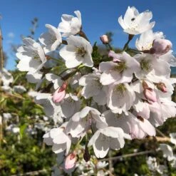 Prunus × Yedoensis 'Ivensii' -Herbalife Shop pl2000047762 card2 lg