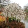 Prunus × Yedoensis 'Shidare-Yoshino' 2 Prunus × Yedoensis 'Shidare-Yoshino' -Herbalife Shop pl2000047763