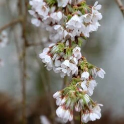 Prunus × Yedoensis 'Shidare-Yoshino' -Herbalife Shop pl2000047763 card2 lg