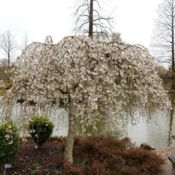 Prunus × Yedoensis 'Shidare-Yoshino' -Herbalife Shop pl2000047763 card3 lg