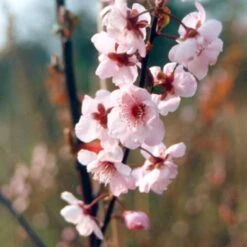 Prunus × Blierana