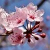 Prunus × Persicoides 'Spring Glow' -Herbalife Shop pl2000047766