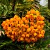 Sorbus 'Apricot Queen' -Herbalife Shop pl2000047771