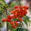 Sorbus Aucuparia 'Beissneri' -Herbalife Shop pl2000047776