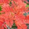Sorbus 'Copper Kettle' -Herbalife Shop pl2000047783