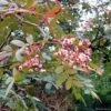 Sorbus Discolor 1 Sorbus Discolor -Herbalife Shop pl2000047784