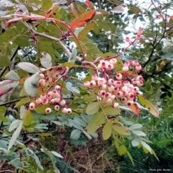 Sorbus Discolor