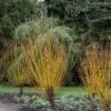 Salix Alba Var. Vitellina 'Britzensis' -Herbalife Shop pl2000047790