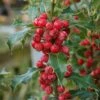 Ilex Aquifolium 'Alaska' -Herbalife Shop pl2000047811