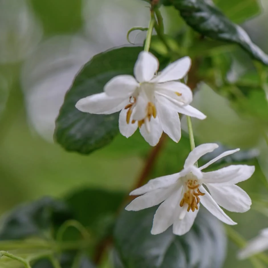 Sinojackia Xylocarpa 3 Sinojackia Xylocarpa