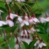 Styrax Japonicus (Benibana Group) 'Pink Chimes' 1 Styrax Japonicus (Benibana Group) 'Pink Chimes' -Herbalife Shop pl2000047841