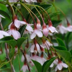 Styrax Japonicus (Benibana Group) 'Pink Chimes'