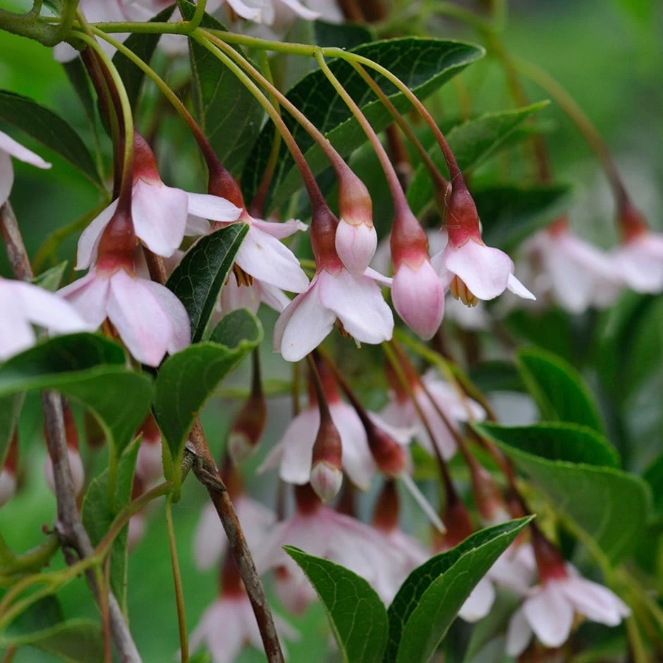 Styrax Japonicus (Benibana Group) 'Pink Chimes' 3 Styrax Japonicus (Benibana Group) 'Pink Chimes'