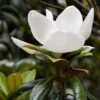 Magnolia Grandiflora 'Little Gem' -Herbalife Shop pl2000047847