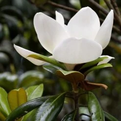 Magnolia Grandiflora 'Little Gem'