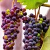 Grape 'Einset Seedless' -Herbalife Shop pl2000047856