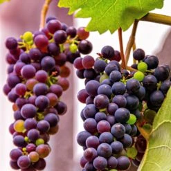 Grape 'Einset Seedless'