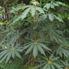 Schefflera Taiwaniana 2 Schefflera Taiwaniana -Herbalife Shop pl2000047938