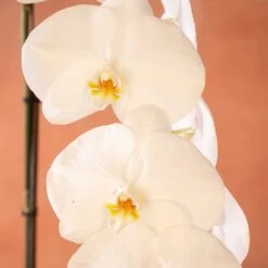 Phalaenopsis 'Formidablo Yosemite Falls' 5 Phalaenopsis 'Formidablo Yosemite Falls' -Herbalife Shop pl2000047965 card2 lg
