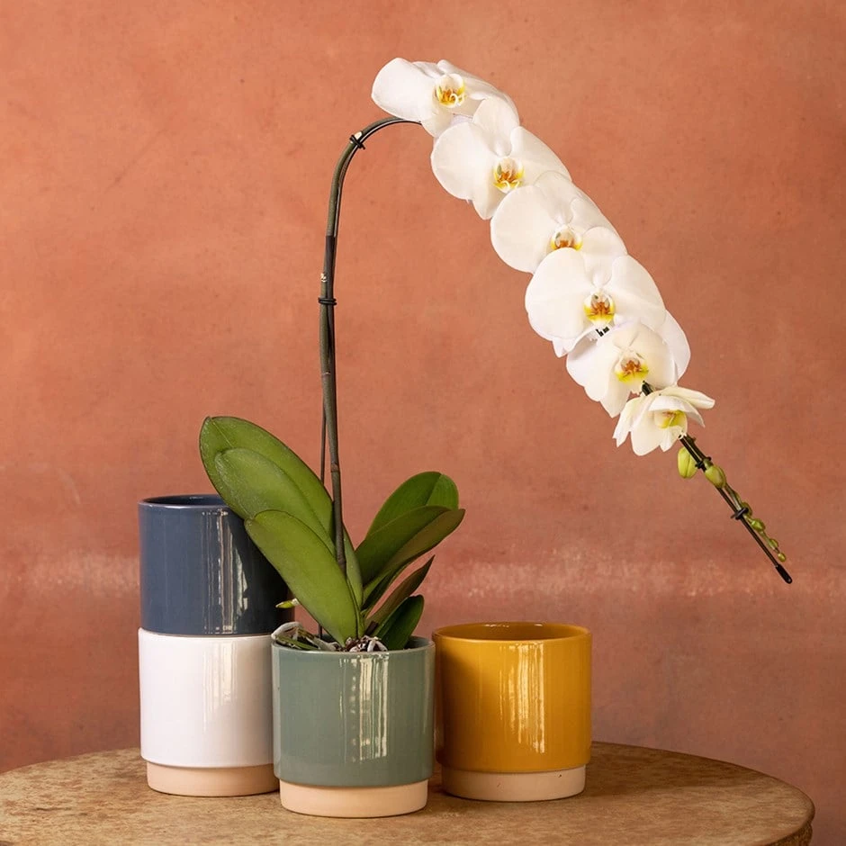 Phalaenopsis 'Formidablo Niagra Falls' 3 Phalaenopsis 'Formidablo Niagra Falls'