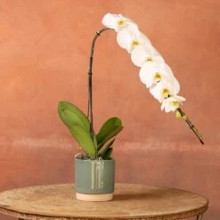 Phalaenopsis 'Formidablo Niagra Falls' 10 Phalaenopsis 'Formidablo Niagra Falls' -Herbalife Shop pl2000047966 card3 lg