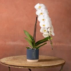 Phalaenopsis 'Formidablo Niagra Falls' 11 Phalaenopsis 'Formidablo Niagra Falls' -Herbalife Shop pl2000047966 card4 lg