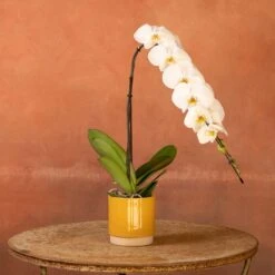 Phalaenopsis 'Formidablo Niagra Falls' 12 Phalaenopsis 'Formidablo Niagra Falls' -Herbalife Shop pl2000047966 card5 lg
