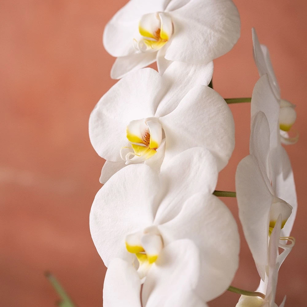 Phalaenopsis 'Formidablo Niagra Falls' 8 Phalaenopsis 'Formidablo Niagra Falls' - Image 6