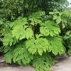 Tetrapanax Papyrifera 'Rex' 1 Tetrapanax Papyrifera 'Rex' -Herbalife Shop pl2000048007